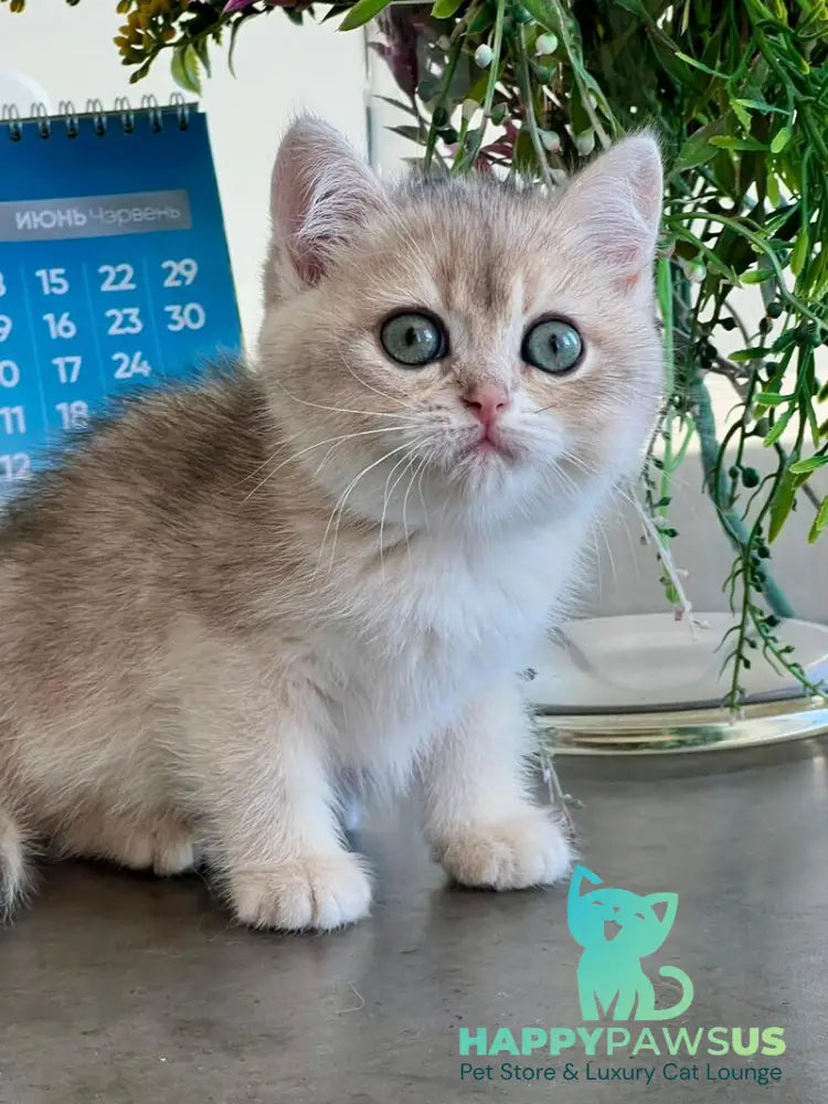 Uliss British Shorthair male blue golden shaded - live animals