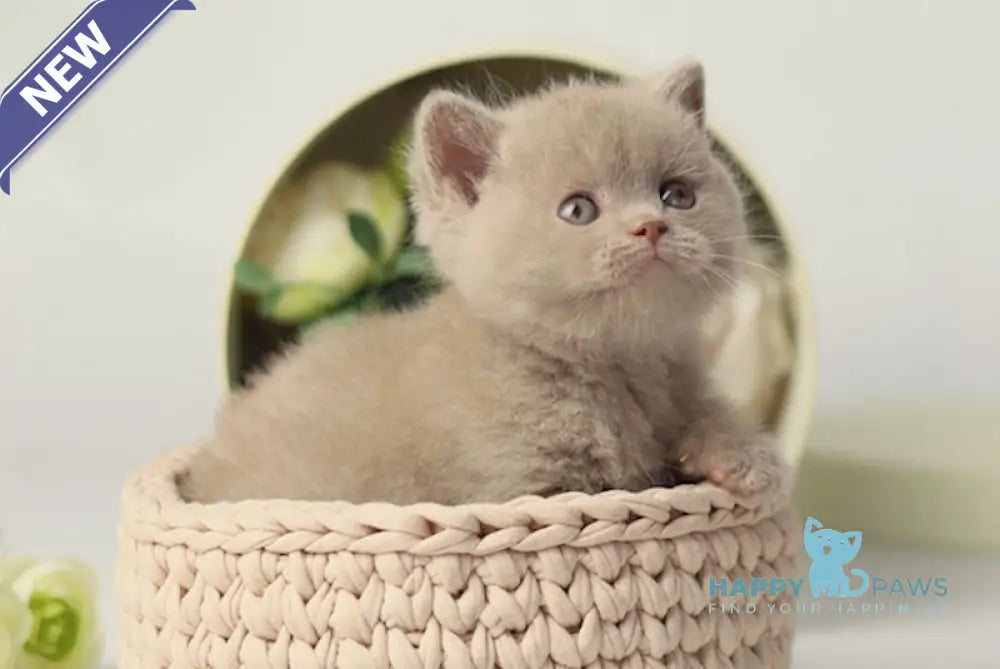 Uliss British Shorthair male fawn live animals