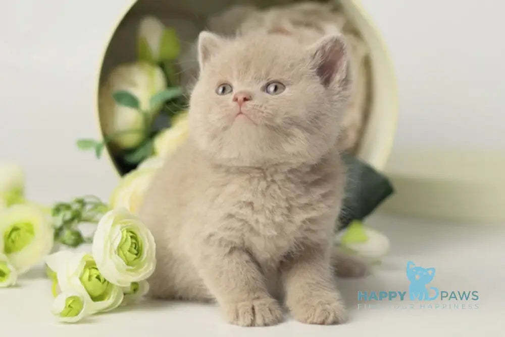 Uliss British Shorthair male fawn live animals