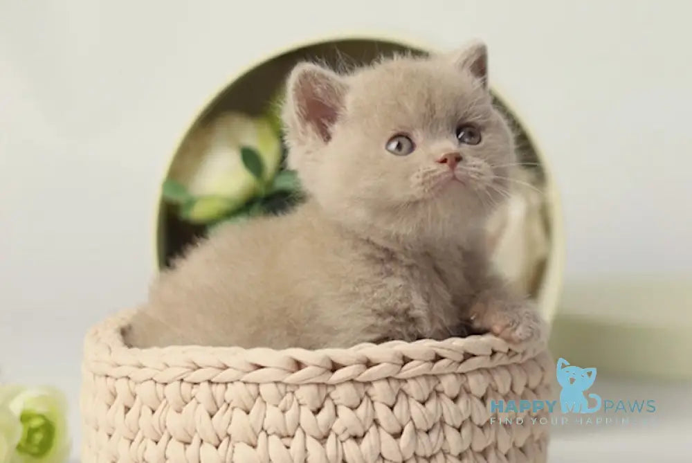 Uliss British Shorthair male fawn live animals