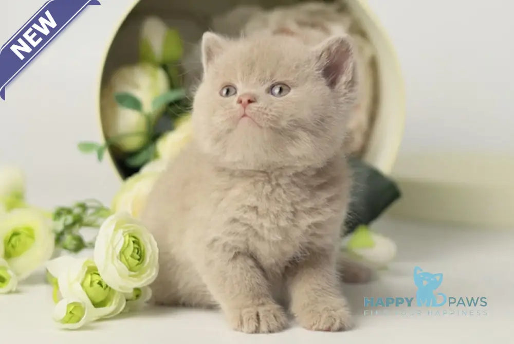 Uliss British Shorthair male fawn live animals