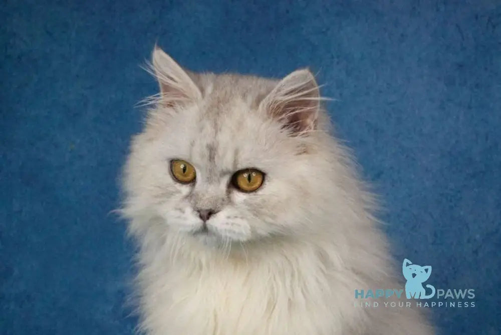 Ulisses Selkirk Rex male black silver live animals
