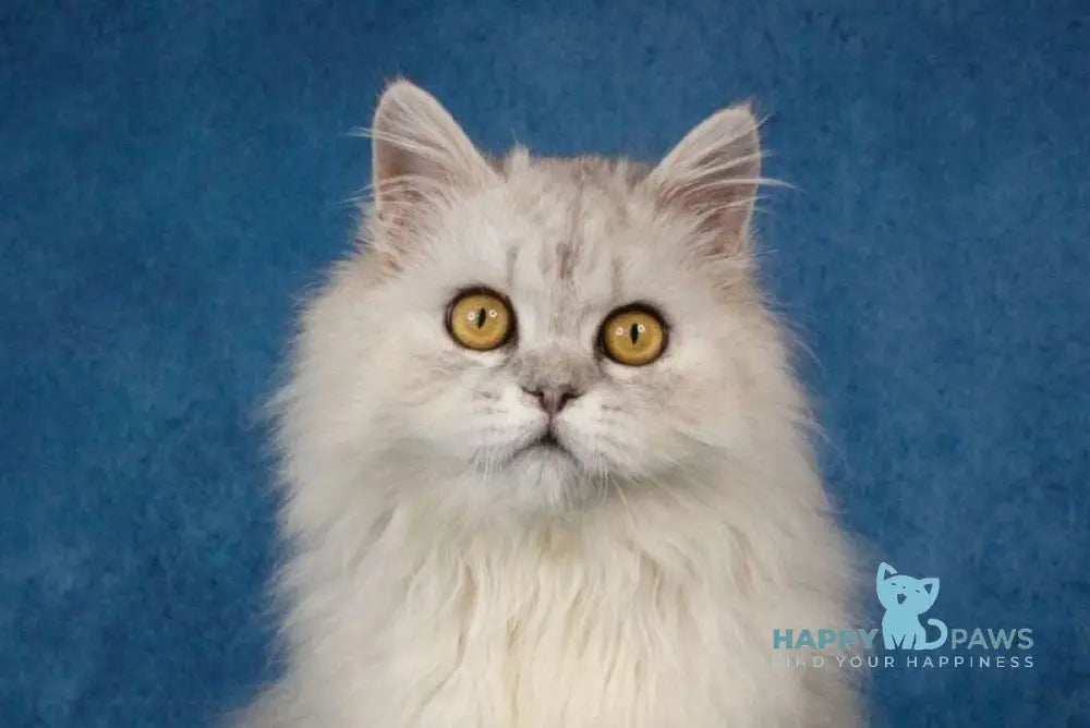 Ulisses Selkirk Rex male black silver live animals