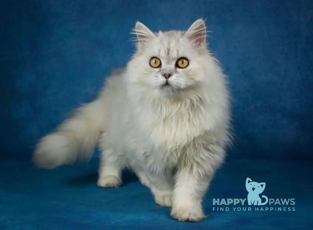 Ulisses Selkirk Rex male black silver live animals