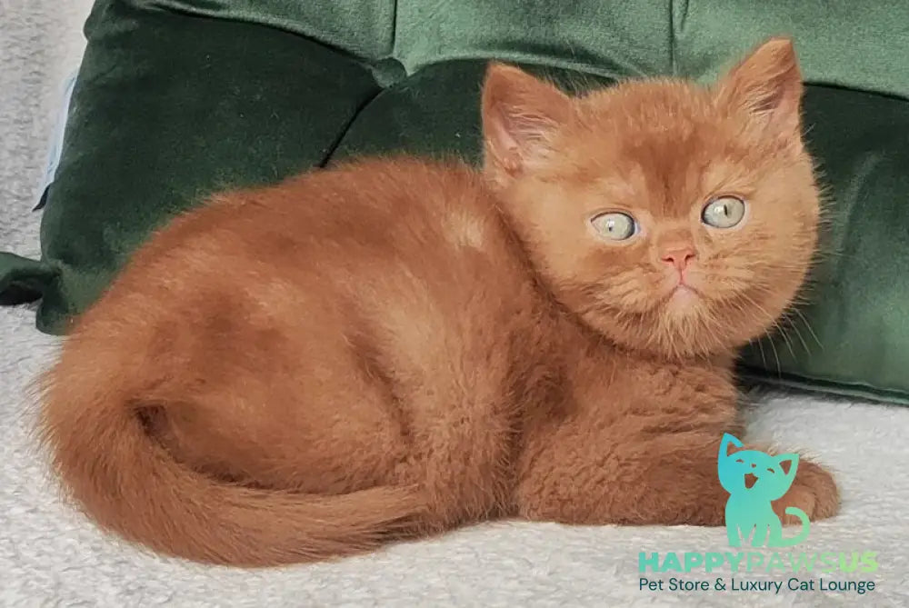 Uliy British Shorthair male cinnamon - live animals