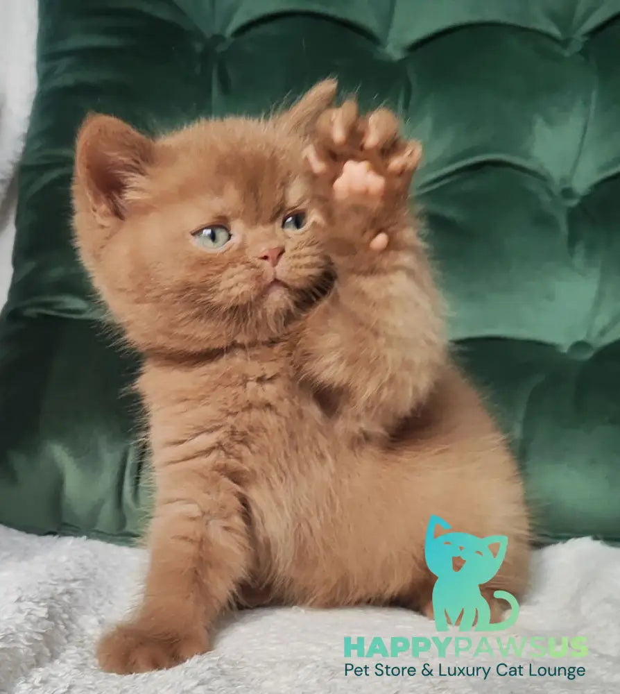 Uliy British Shorthair male cinnamon - live animals