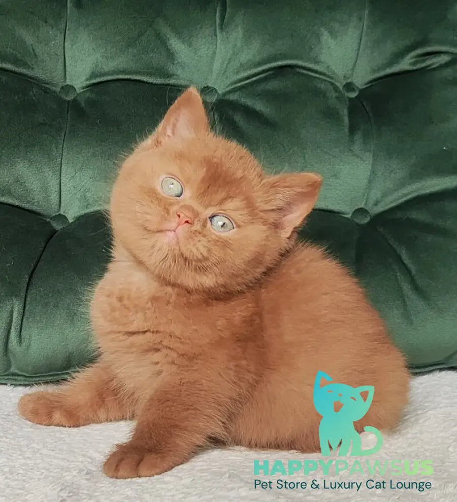 Uliy British Shorthair male cinnamon - live animals