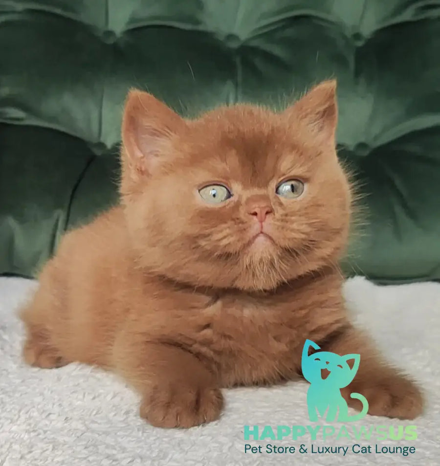 Uliy British Shorthair male cinnamon - live animals