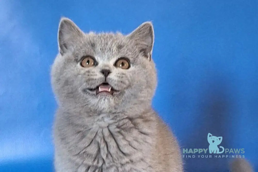 Uliya British Shorthair female blue live animals