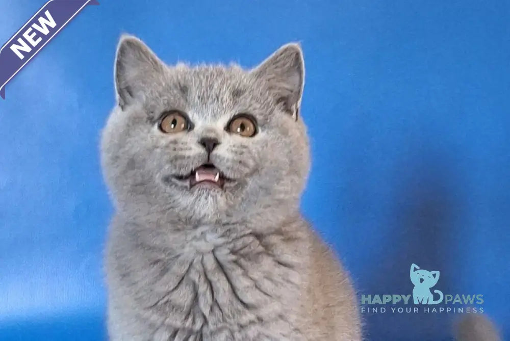 Uliya British Shorthair female blue live animals
