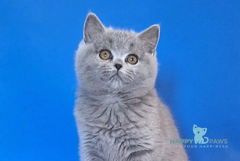 Uliya British Shorthair female blue live animals