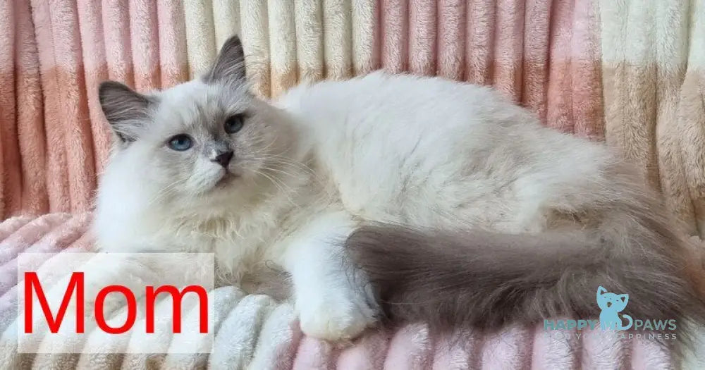 Uliyan Siberian male blue tabby pointed with white live animals