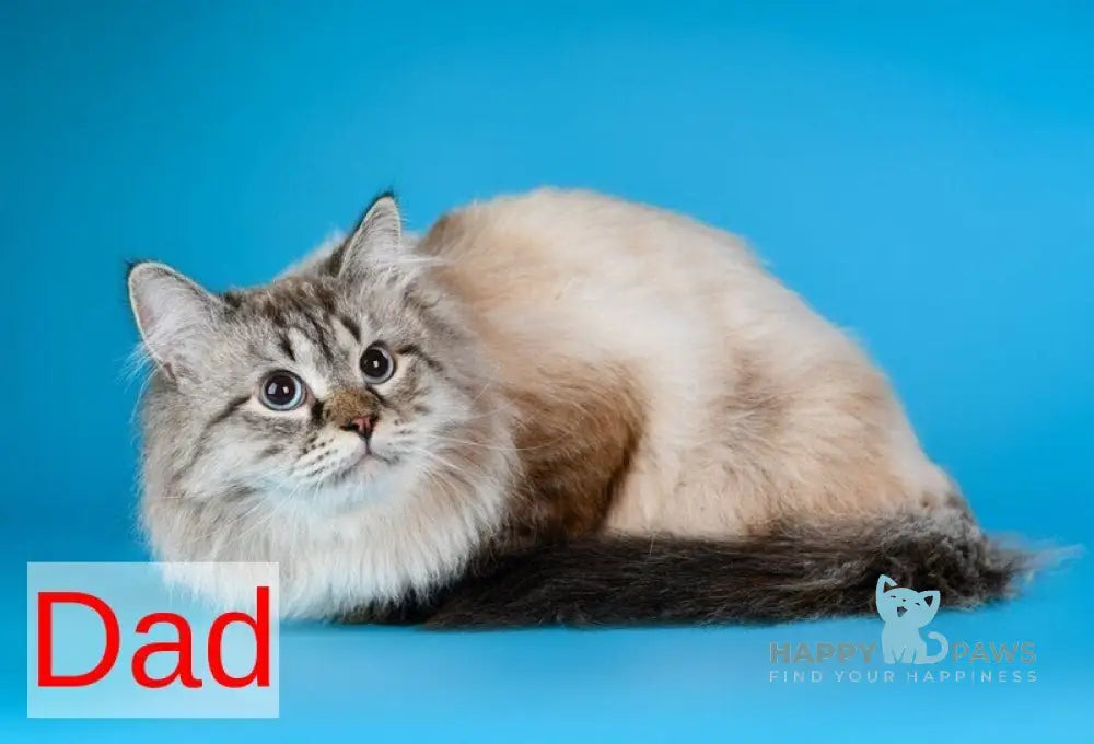 Uliyan Siberian male blue tabby pointed with white live animals