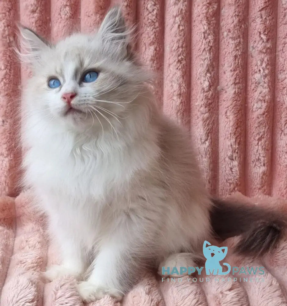 Uliyan Siberian male blue tabby pointed with white live animals