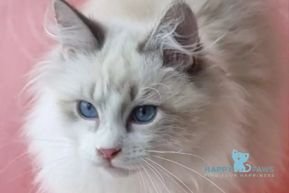 Uliyan Siberian male blue tabby pointed with white live animals