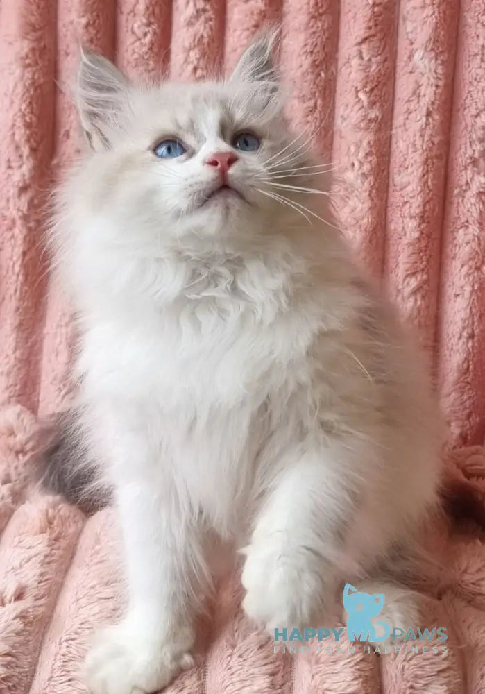 Uliyan Siberian male blue tabby pointed with white live animals