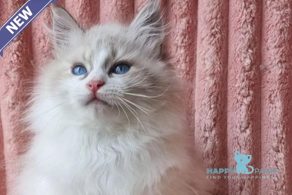 Uliyan Siberian male blue tabby pointed with white live animals