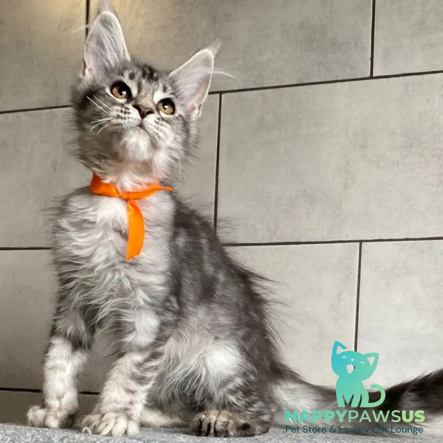 Ulksa Maine Coon polydactyl 6x6x6x6 female black silver tabby - live animals