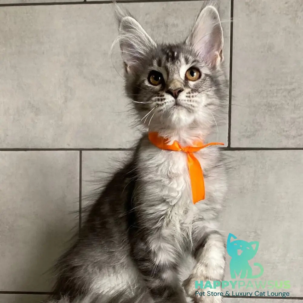 Ulksa Maine Coon polydactyl 6x6x6x6 female black silver tabby - live animals