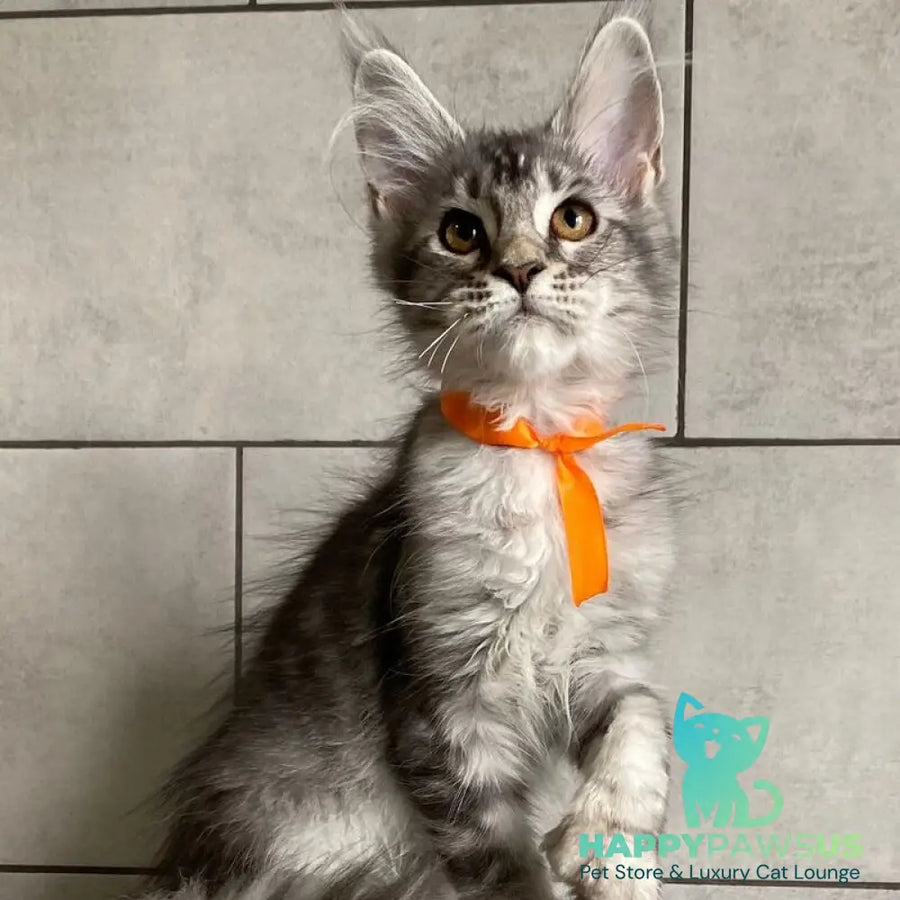 Ulksa Maine Coon polydactyl 6x6x6x6 female black silver tabby - live animals