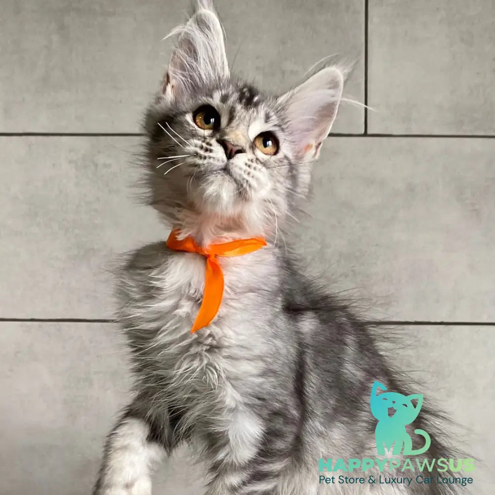 Ulksa Maine Coon polydactyl 6x6x6x6 female black silver tabby - live animals