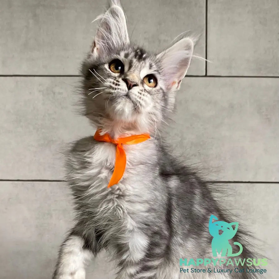 Ulksa Maine Coon polydactyl 6x6x6x6 female black silver tabby - live animals