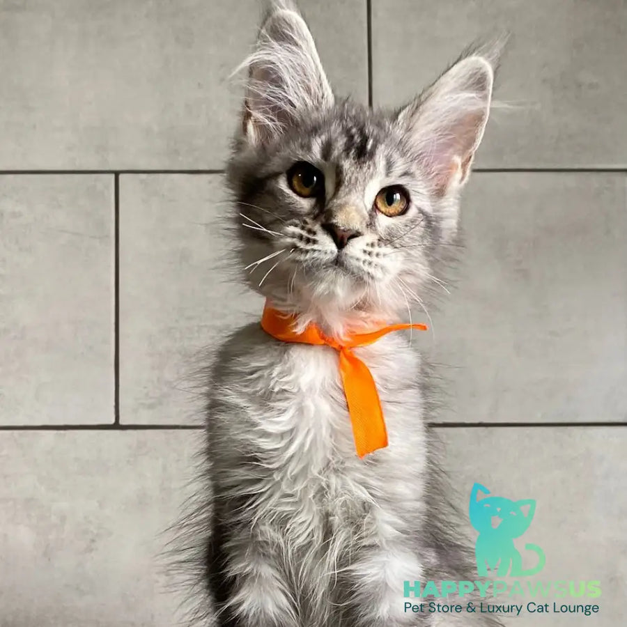 Ulksa Maine Coon polydactyl 6x6x6x6 female black silver tabby - live animals