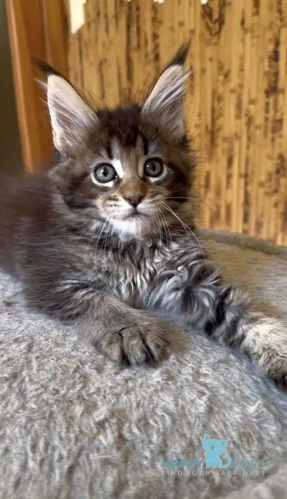 Ulla Maine Coon female black ticked tabby live animals