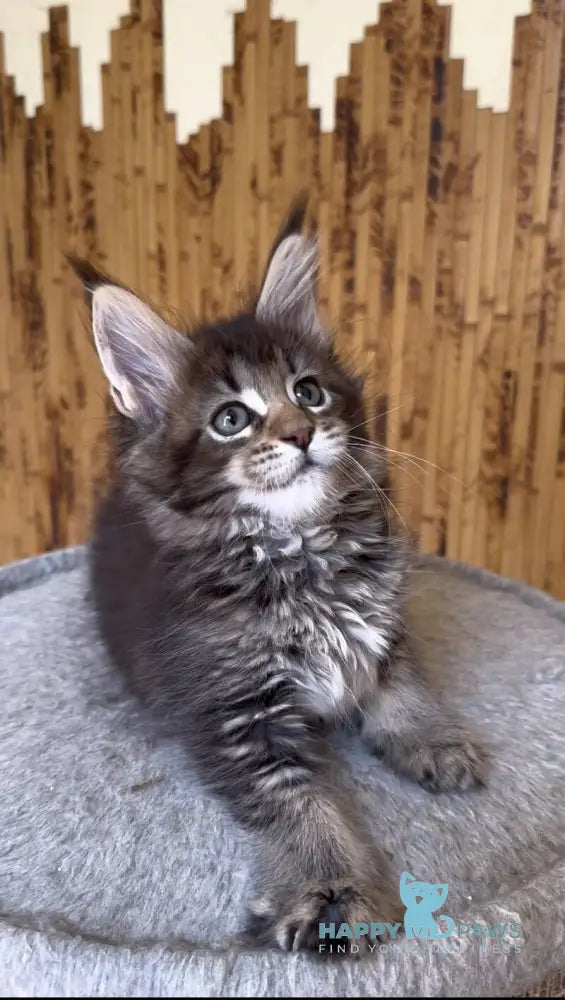 Ulla Maine Coon female black ticked tabby live animals