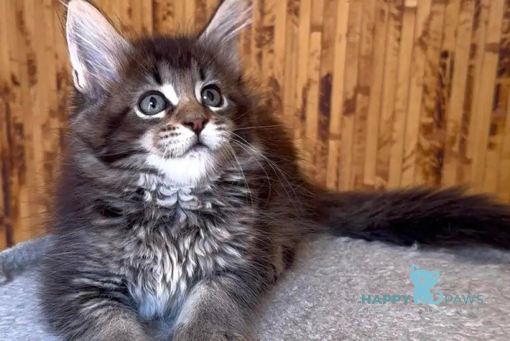 Ulla Maine Coon female black ticked tabby live animals