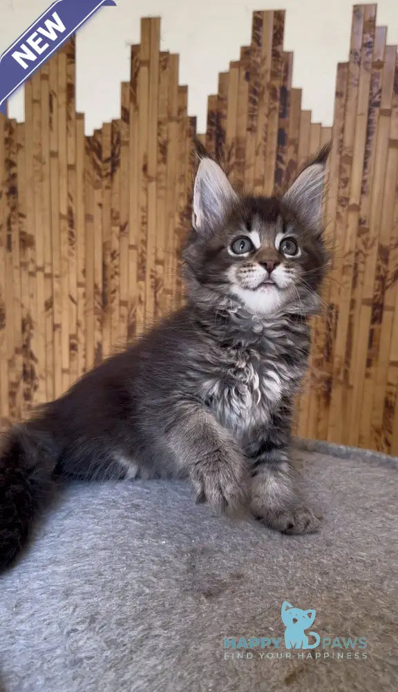 Ulla Maine Coon female black ticked tabby live animals