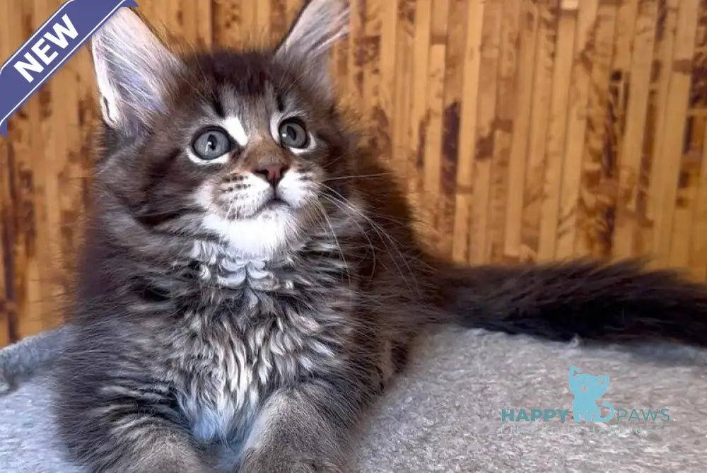 Ulla Maine Coon female black ticked tabby live animals