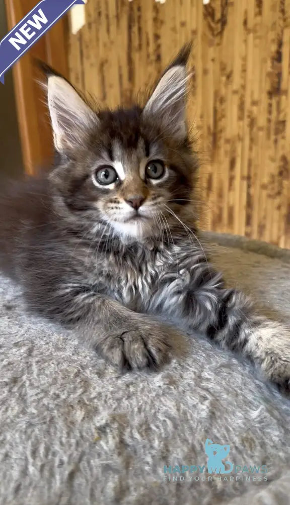 Ulla Maine Coon female black ticked tabby live animals