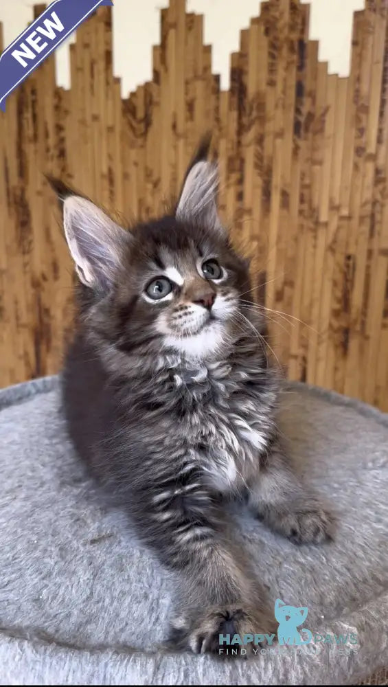 Ulla Maine Coon female black ticked tabby live animals
