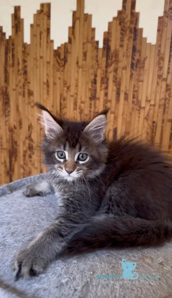 Ulla Maine Coon female black ticked tabby live animals