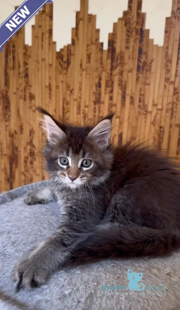 Ulla Maine Coon female black ticked tabby live animals