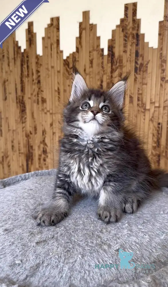Ulla Maine Coon female black ticked tabby live animals