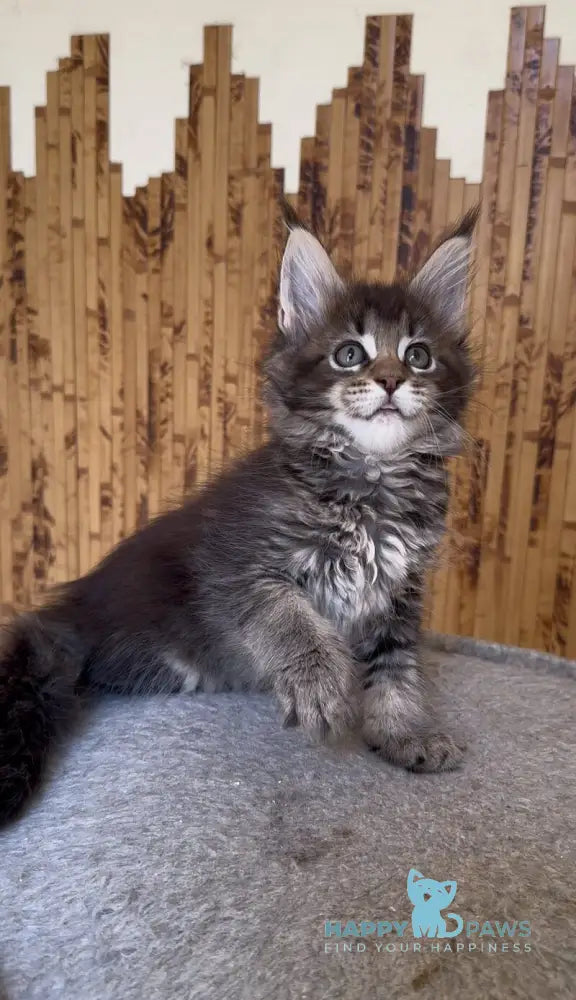 Ulla Maine Coon female black ticked tabby live animals