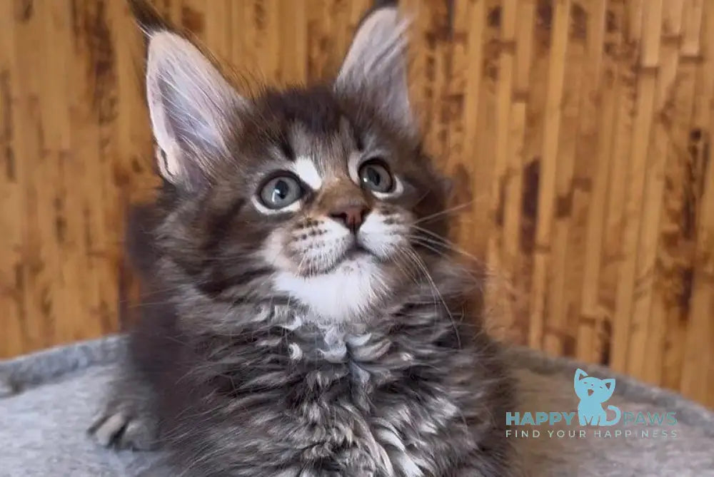 Ulla Maine Coon female black ticked tabby live animals