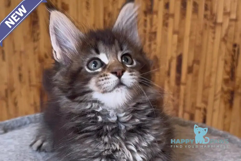 Ulla Maine Coon female black ticked tabby live animals