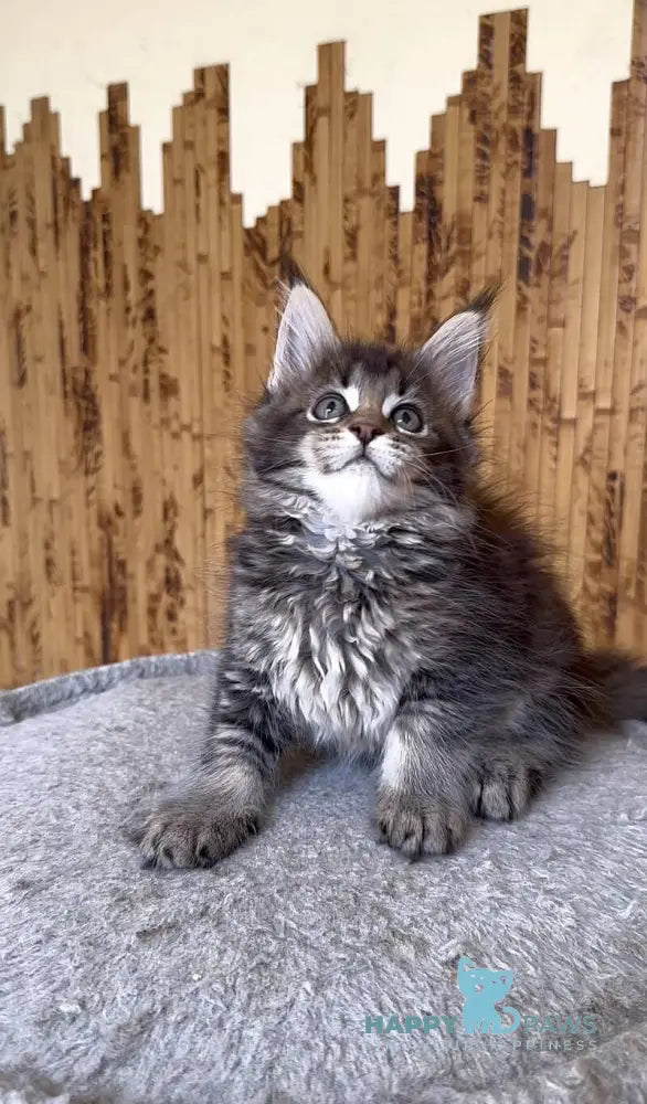 Ulla Maine Coon female black ticked tabby live animals