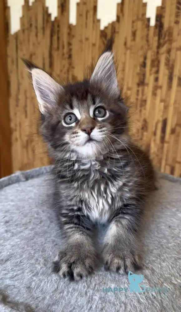 Ulla Maine Coon female black ticked tabby live animals