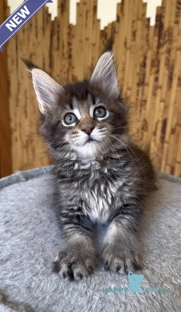 Ulla Maine Coon female black ticked tabby live animals
