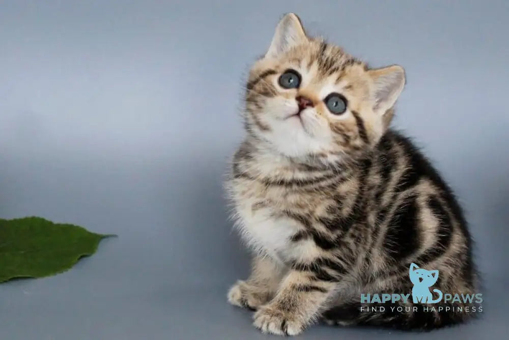 Ully British Shorthair male black tabby live animals