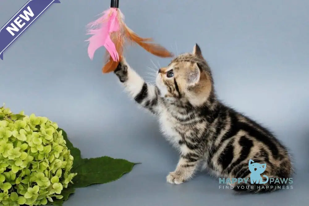 Ully British Shorthair male black tabby live animals