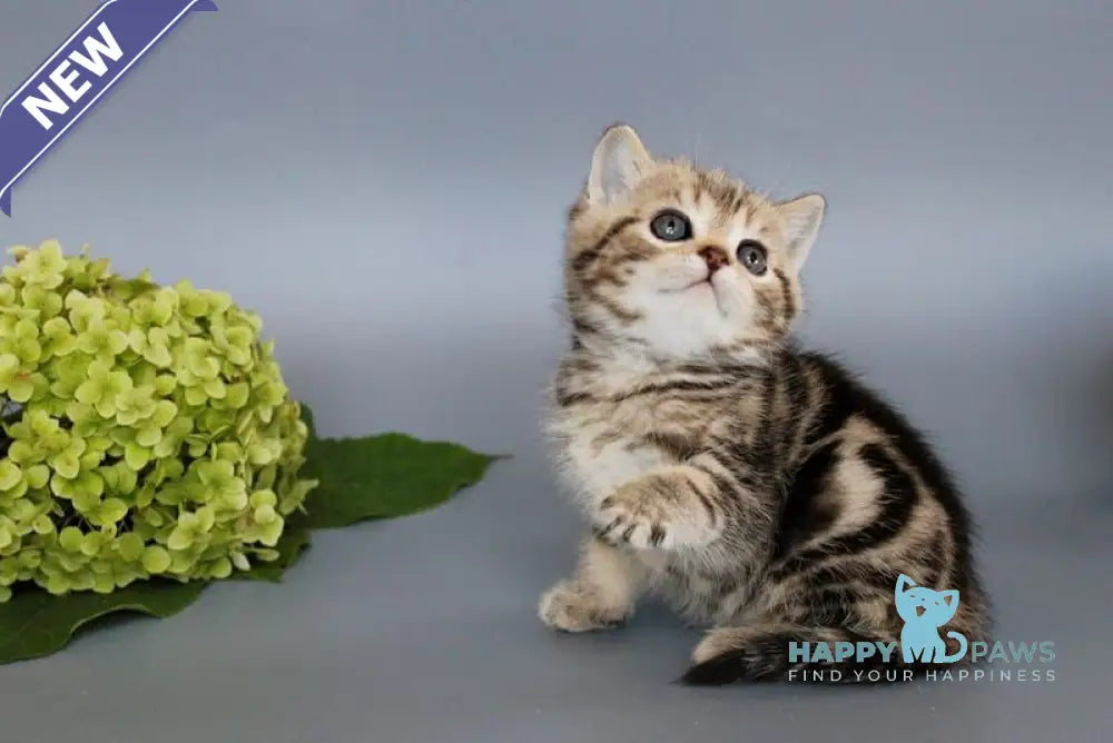 Ully British Shorthair male black tabby live animals