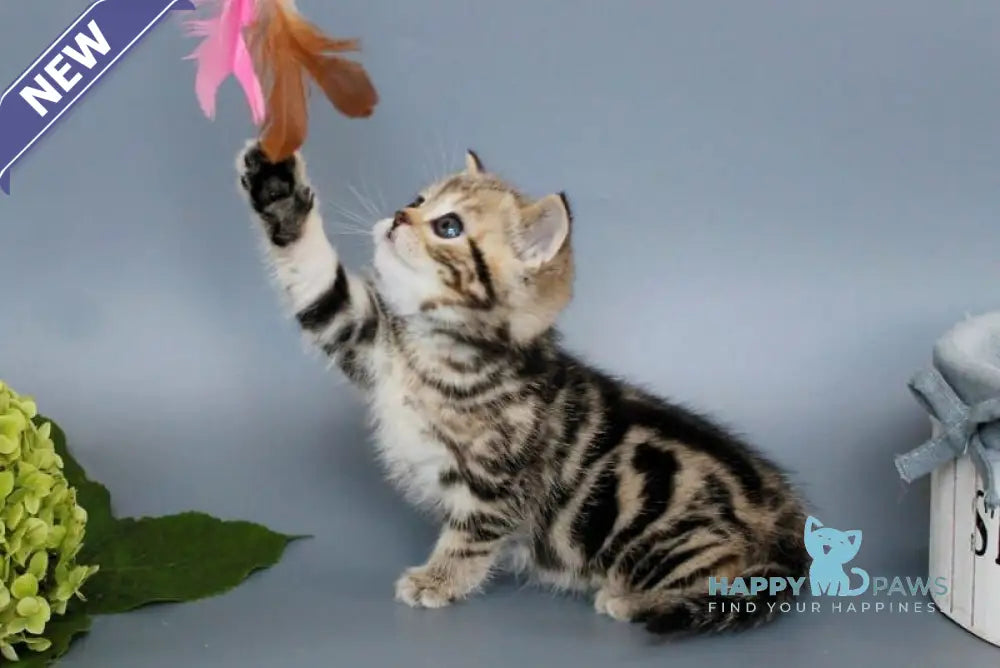 Ully British Shorthair male black tabby live animals