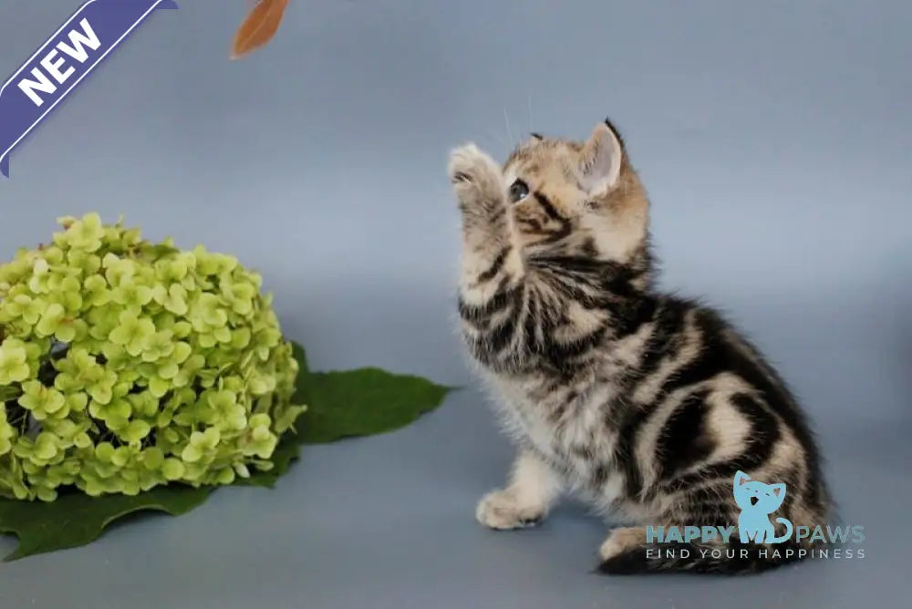 Ully British Shorthair male black tabby live animals