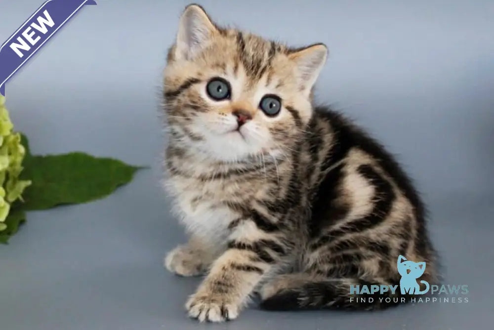 Ully British Shorthair male black tabby live animals