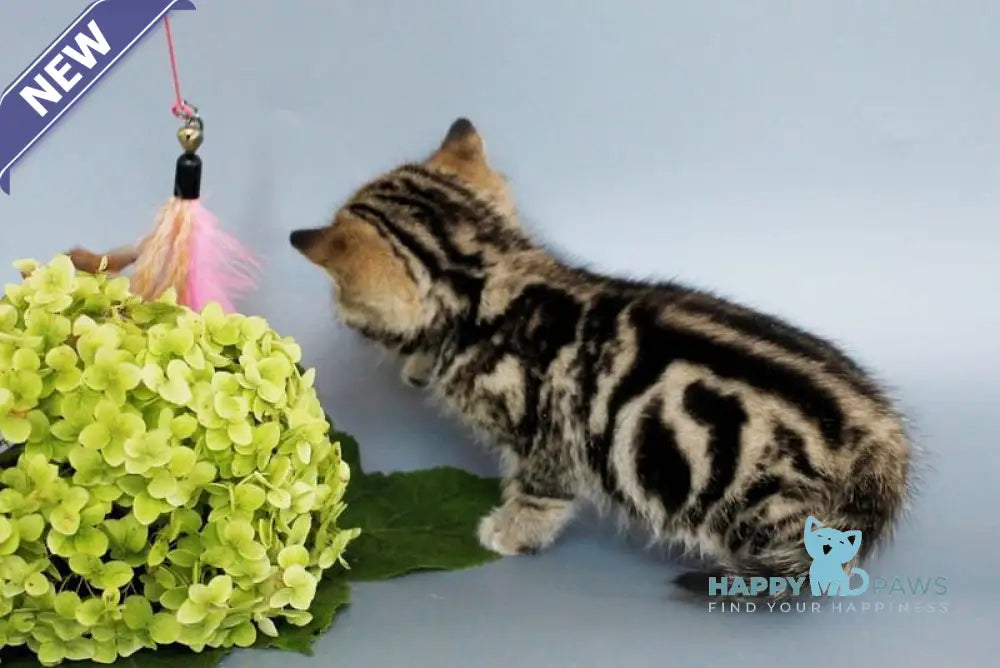 Ully British Shorthair male black tabby live animals
